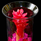 exotic flowr