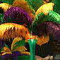 decor feathers
