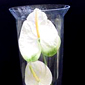 petal in vase